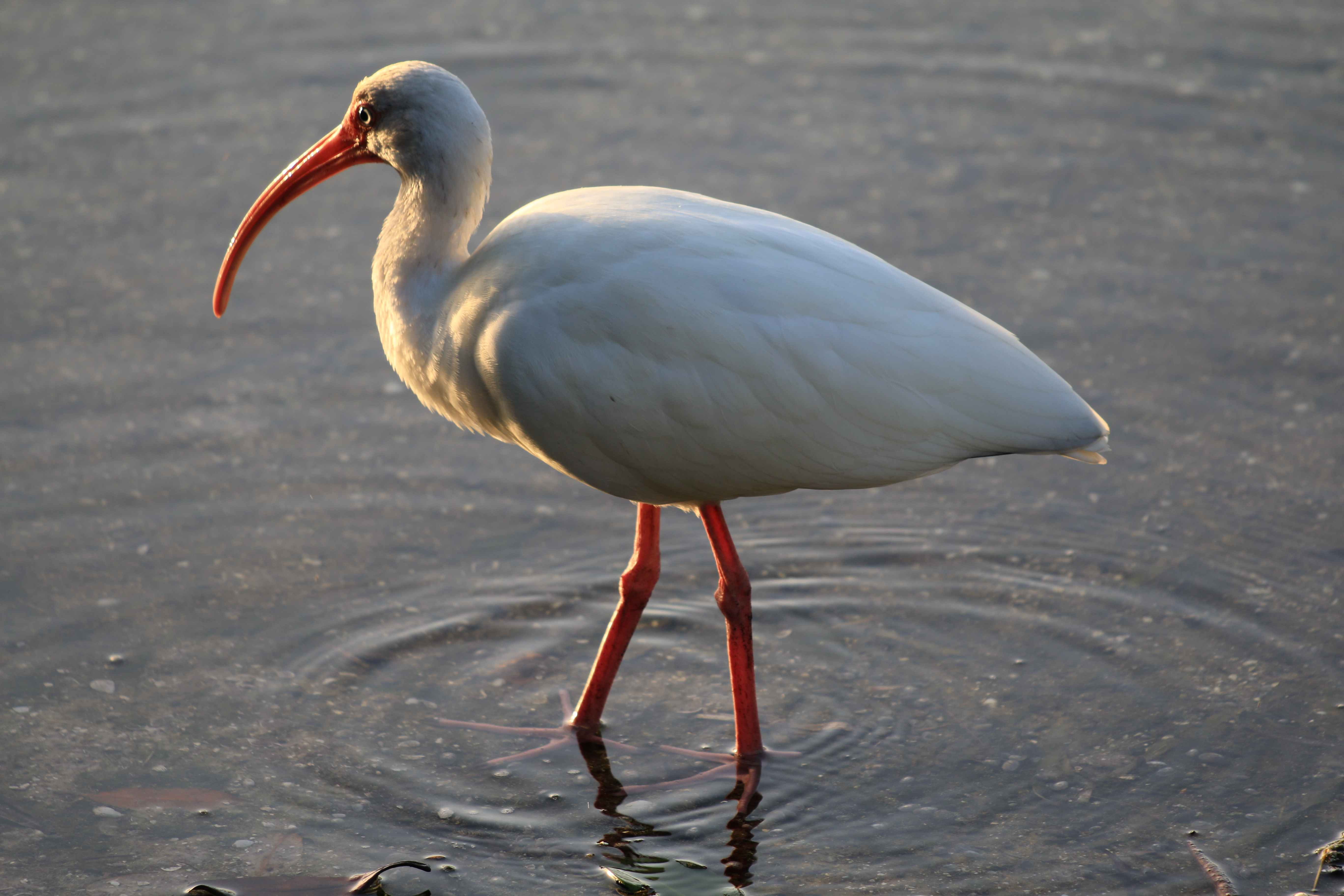 White Ibis